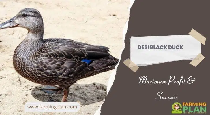 Desi Black Duck