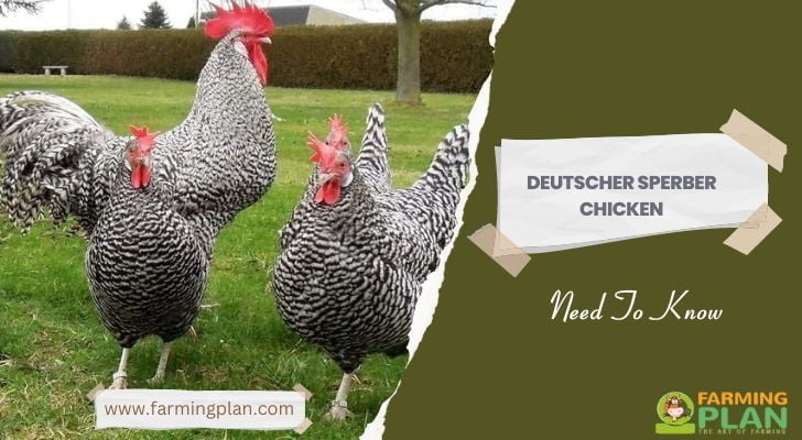 Deutscher Sperber Chicken