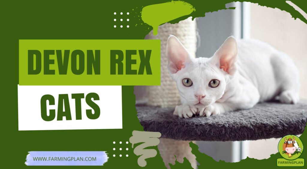 Devon Rex Cats