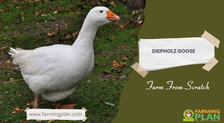 Diepholz Goose