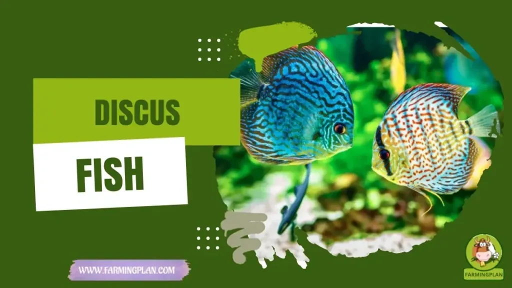 Discus Fish - Farming & Breed Profile Discus Fish Farming Guide