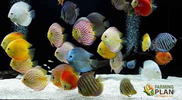 freshwater discus fish