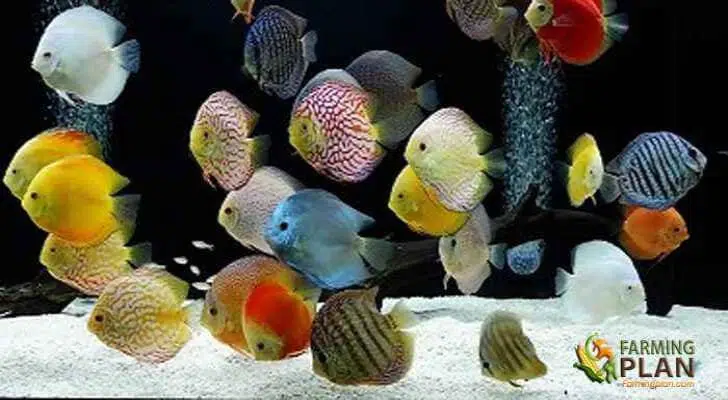 Discus Fish