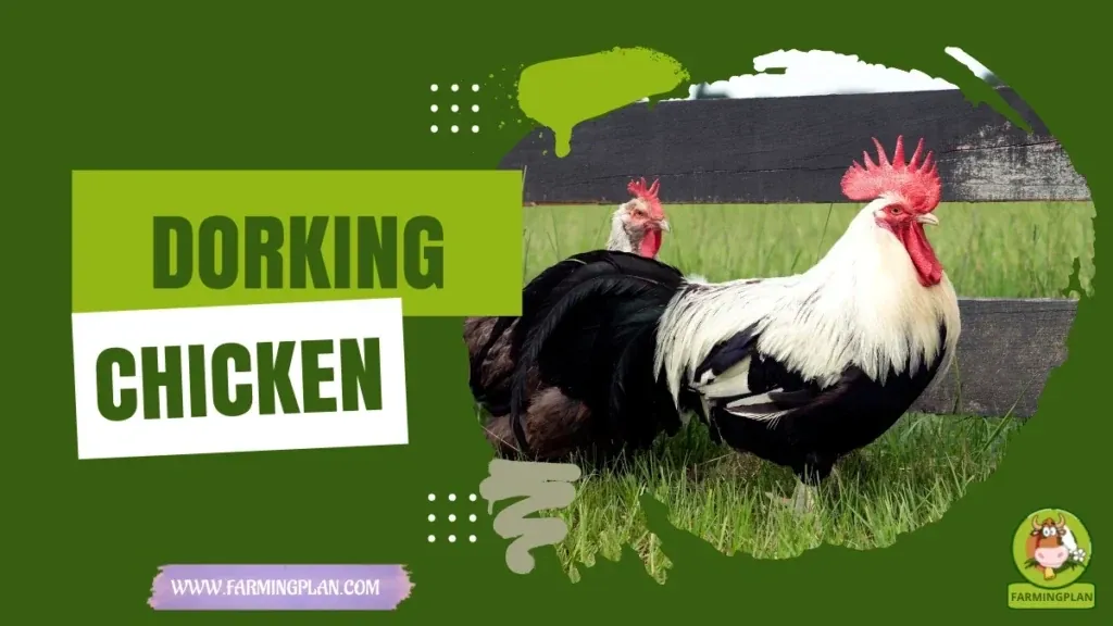 Dorking Chickens - Farming & Breed Profile Dorking Chickens characteristics, agricultural utility and breed care guide
