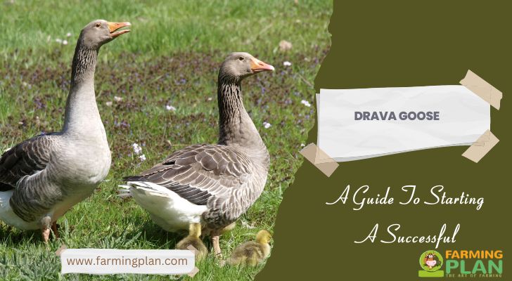 Drava Goose