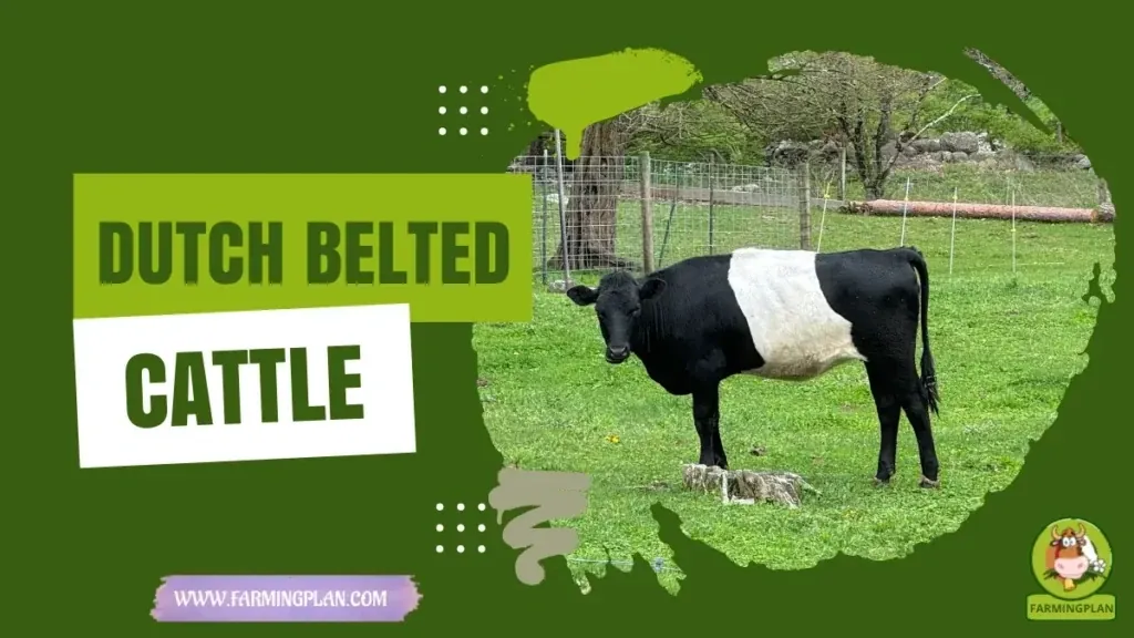 Dutch Belted Cattle characteristics, agricultural utility and breed care guide