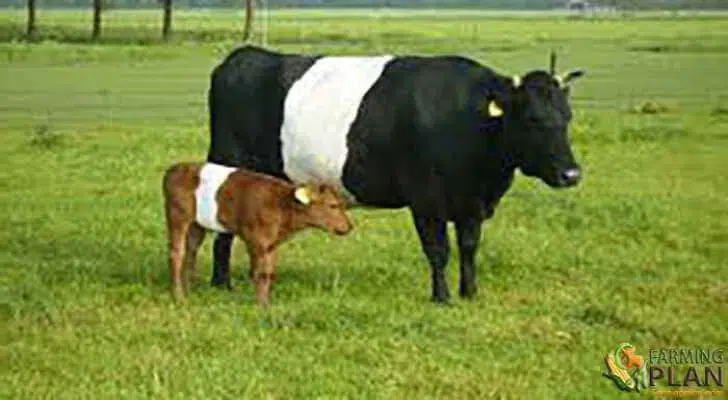 Dutch Belted Cattle