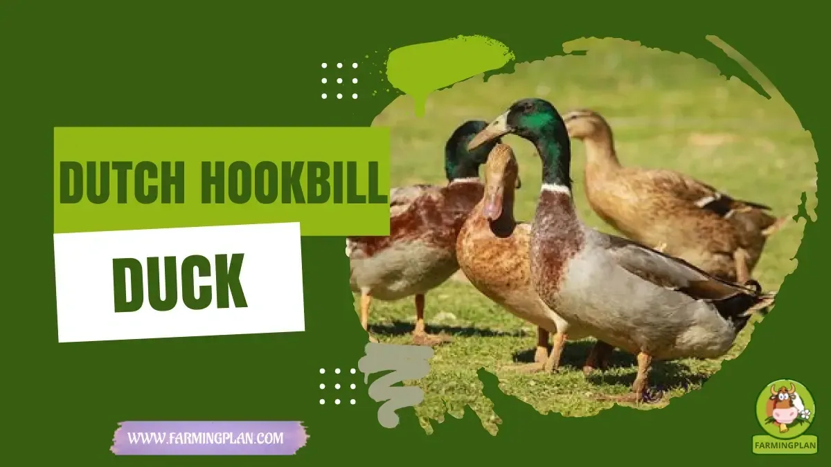 Dutch Hookbill Duck characteristics, agricultural utility and breed care guide
