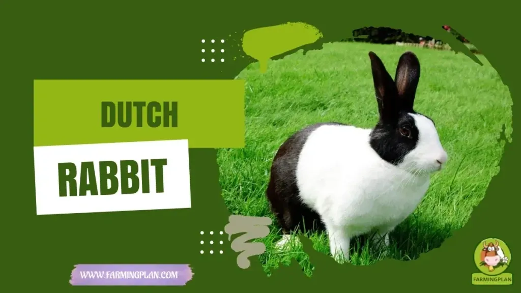 Dutch Rabbit Farming Guide