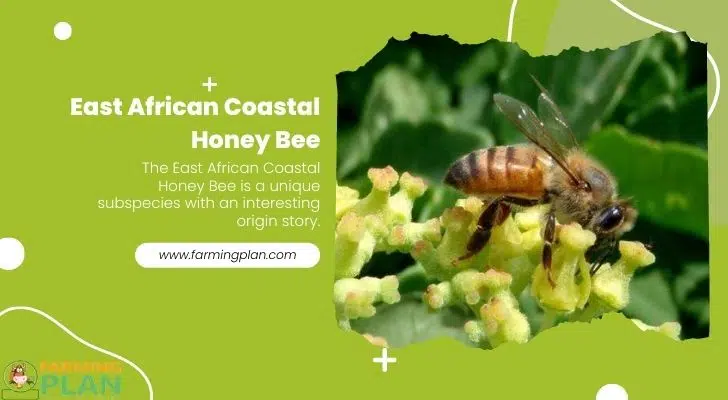 East African Coastal Honey Bee