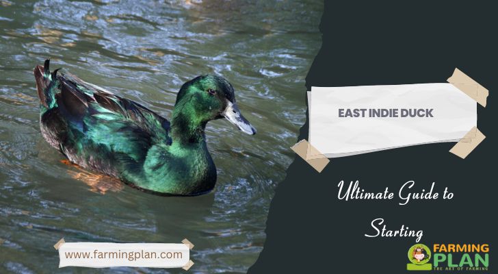 East Indie Duck