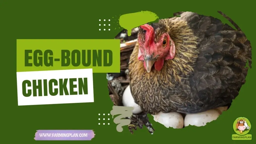 Egg-Bound Chicken Crisis characteristics, agricultural utility and breed care guide