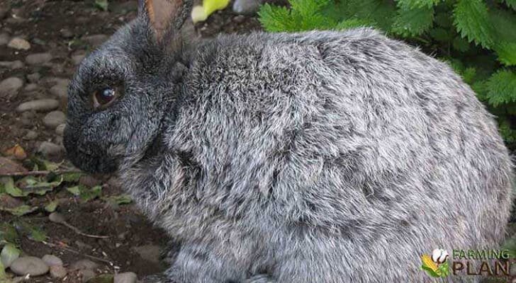 Enderby Island Rabbit