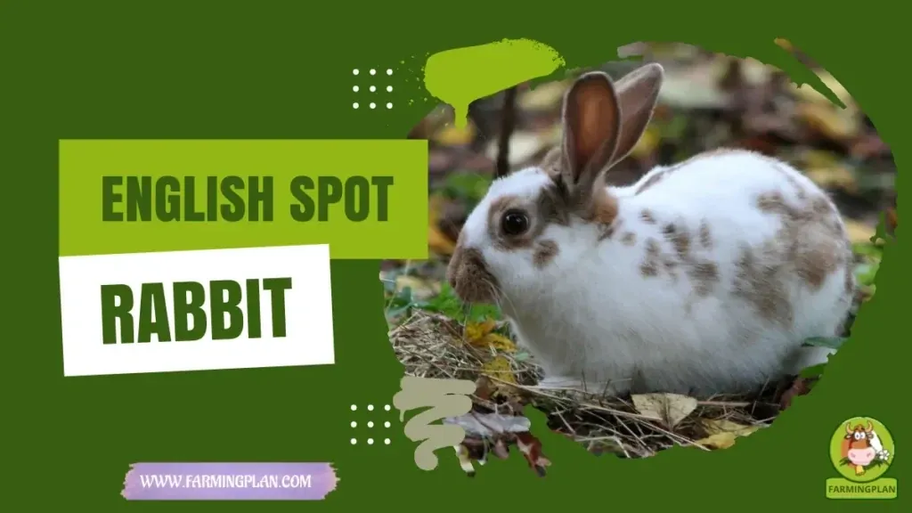 English Spot Rabbit characteristics, agricultural utility and breed care guide