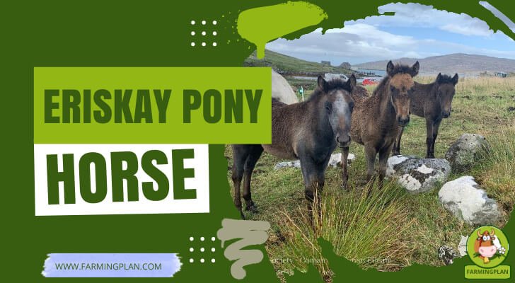 Eriskay Pony Horse