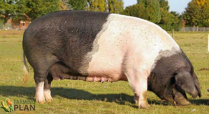 Essex Pig