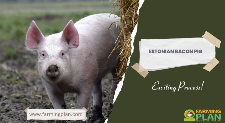 Estonian Bacon Pig