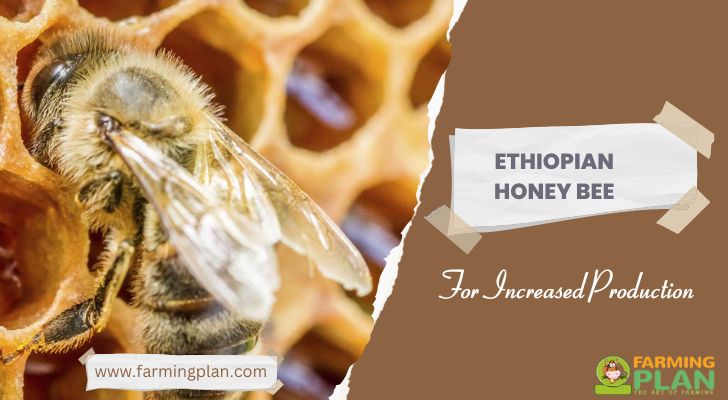 Ethiopian Honey Bee