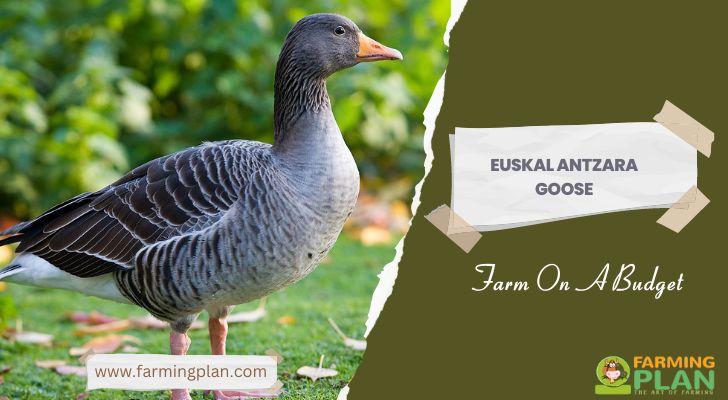 Euskal Antzara Goose