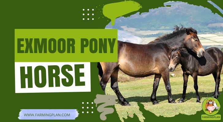 Exmoor Pony Horse