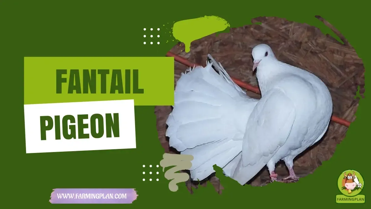 Fantail Pigeon characteristics, agricultural utility and breed care guide