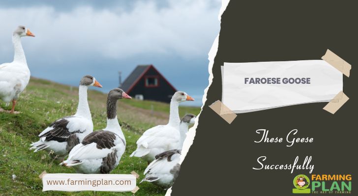 Faroese Goose