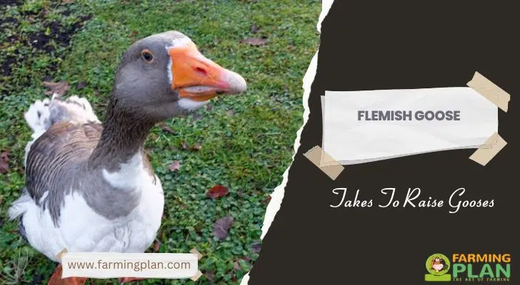 Flemish-Goose