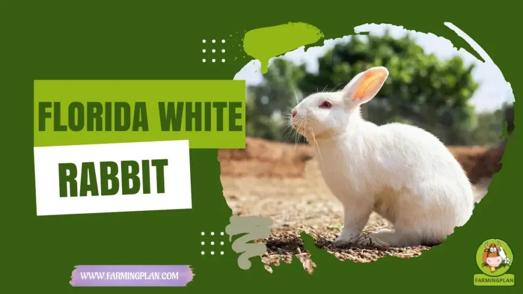 Florida White Rabbit characteristics, agricultural utility and breed care guide