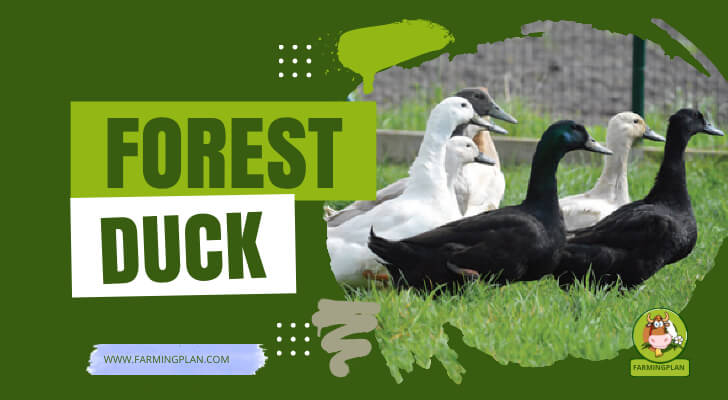 Forest Duck