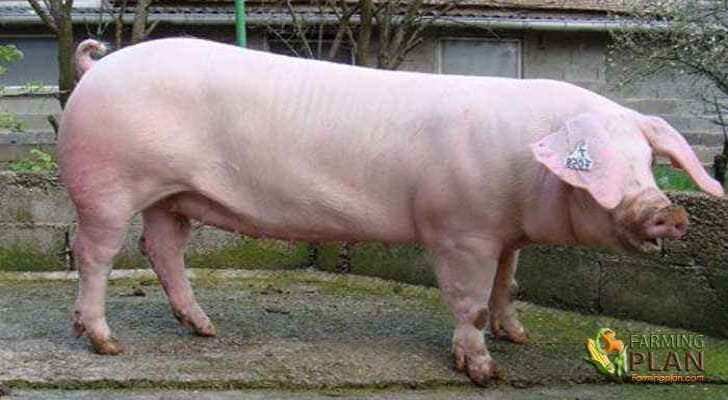 French Landrace Pig