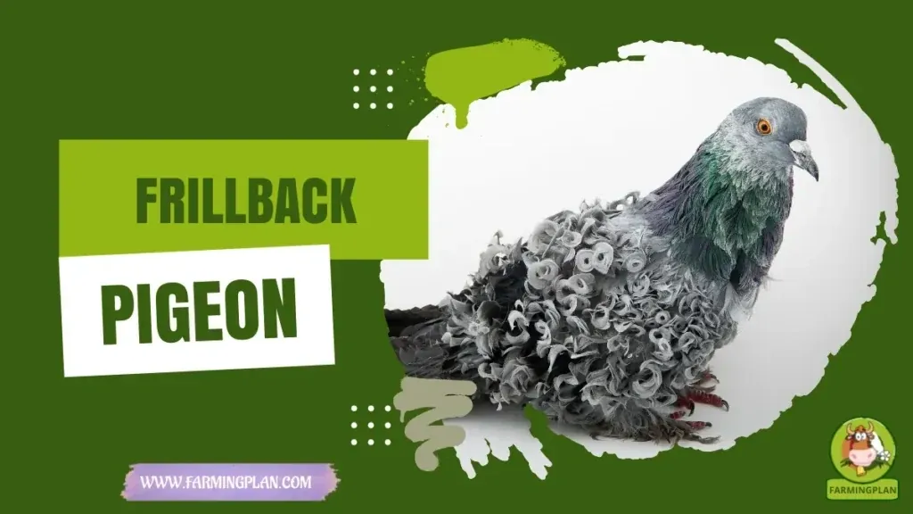 Frillback Pigeon Farming Guide