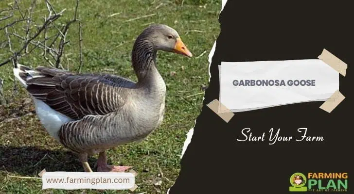 Garbonosa geese