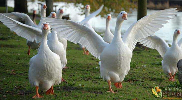 Geese.jpg