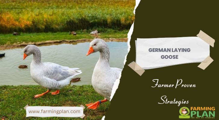 German laying goose