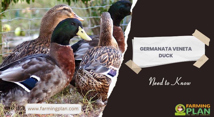 Germanata-Veneta-Duck