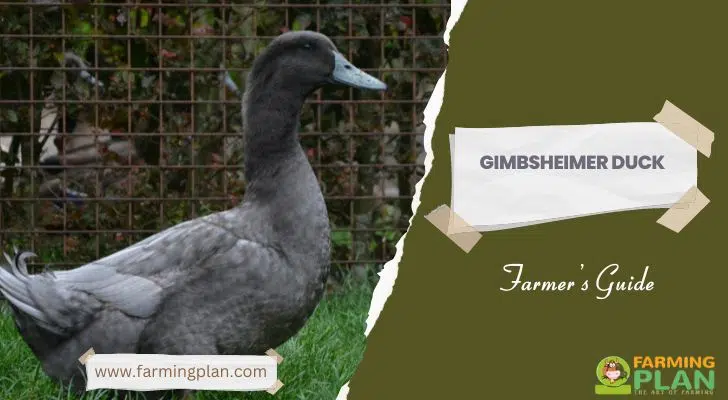 Gimbsheimer-Duck