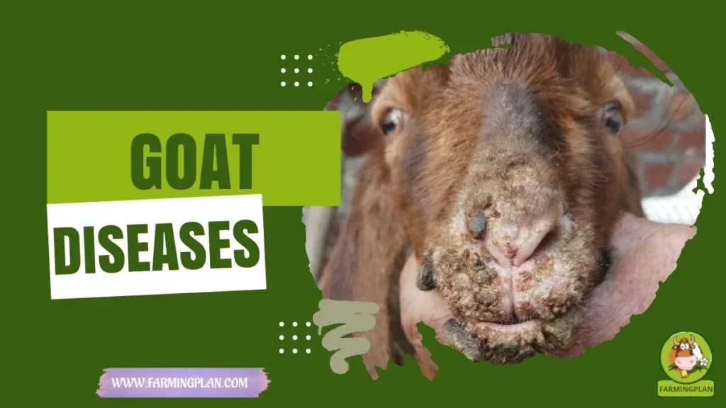 Goat Diseases Prevention characteristics, agricultural utility and breed care guide