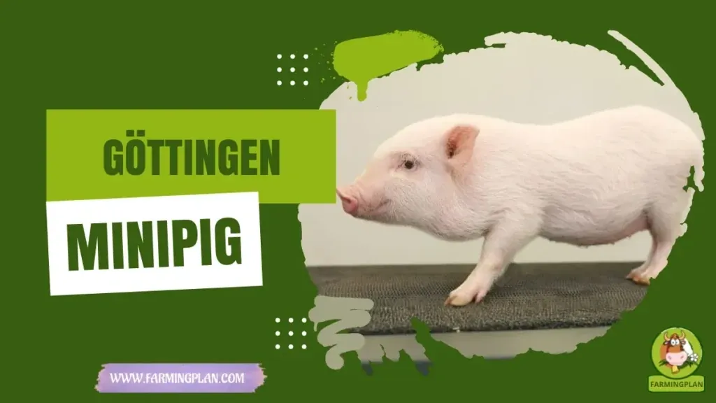 Gottingen Minipig Farming Guide