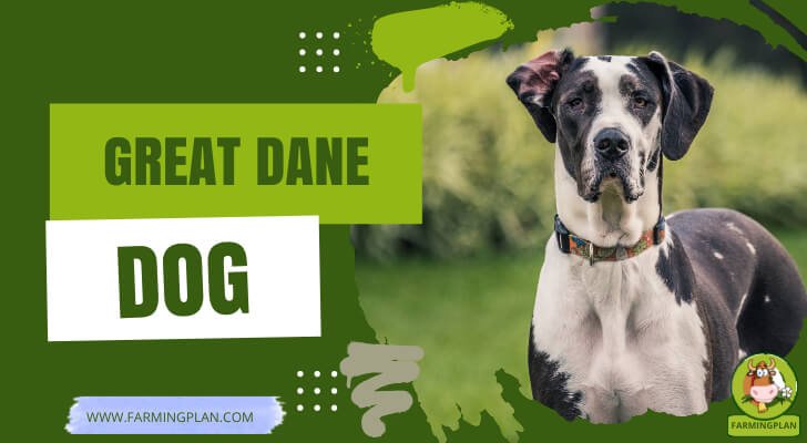 Great Dane