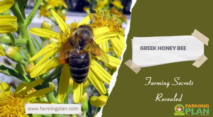 Greek Honey Bee