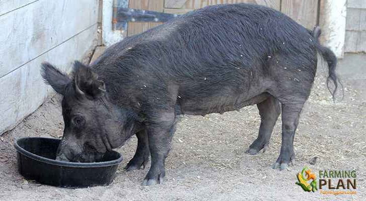 Guinea Hog Pig