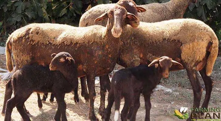 Guirra Sheep