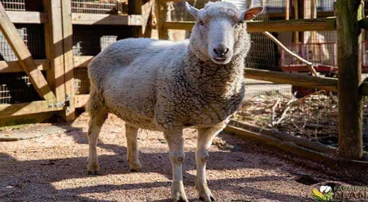 Gulf Coast Native Sheep