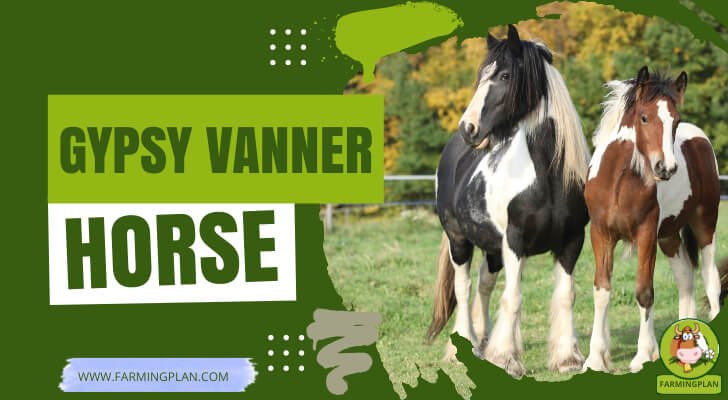 Gypsy Vanner Horse