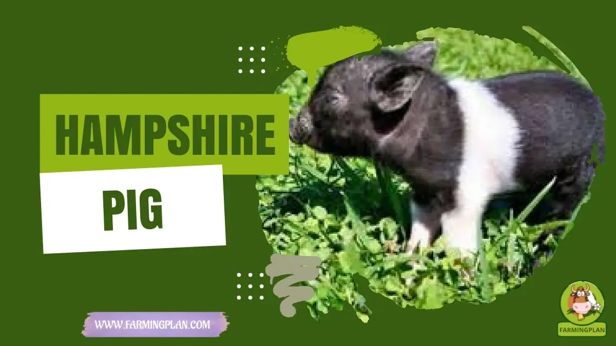 Hampshire Pig characteristics, agricultural utility and breed care guide