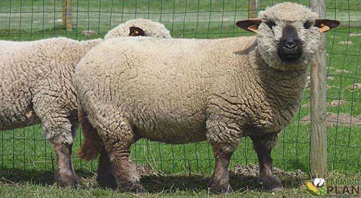 Hampshire Sheep