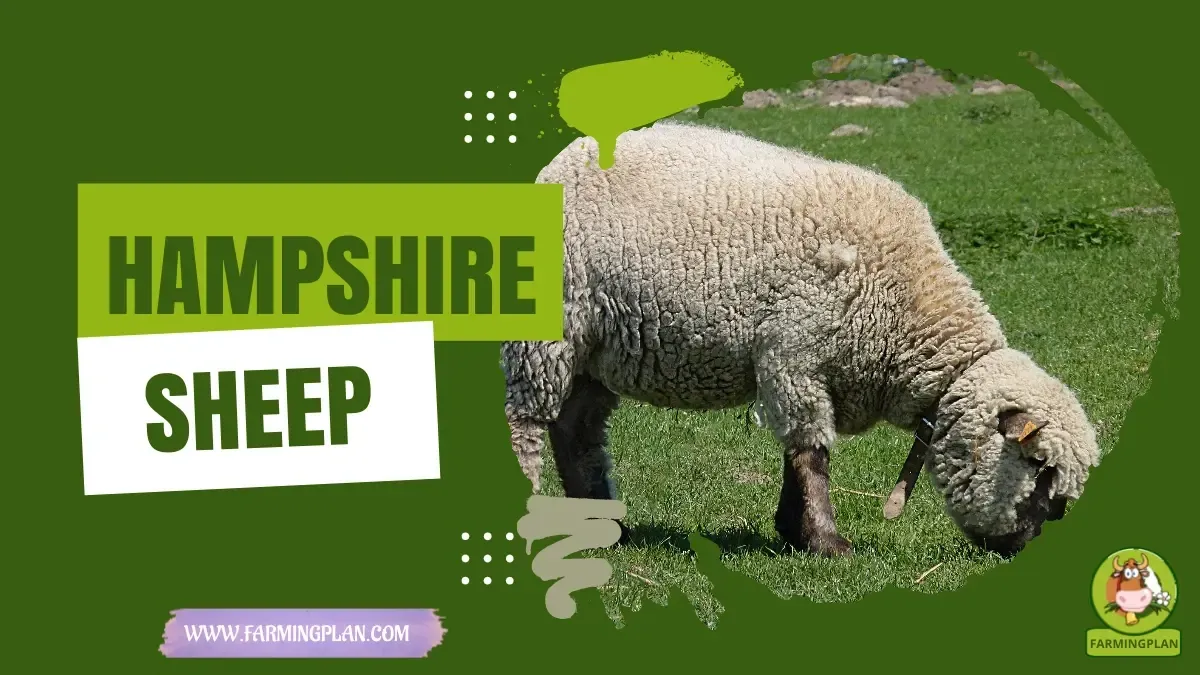 Hampshire Sheep - Farming & Breed Profile Hampshire Sheep characteristics, agricultural utility and breed care guide