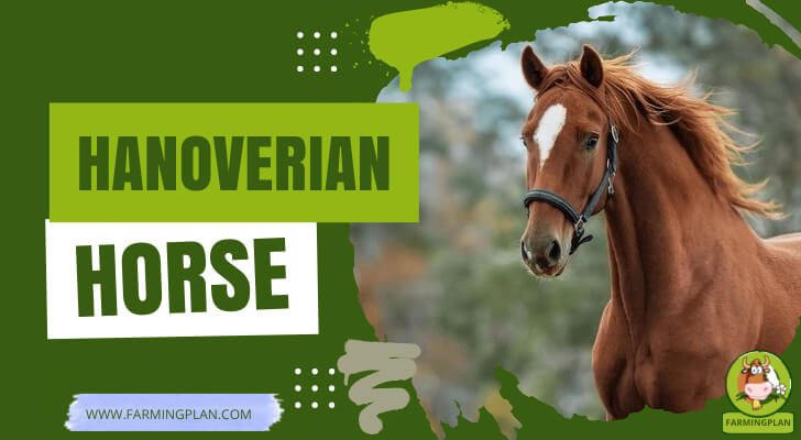 Hanoverian Horses: A Comprehensive Guide To Their History And Traits ...