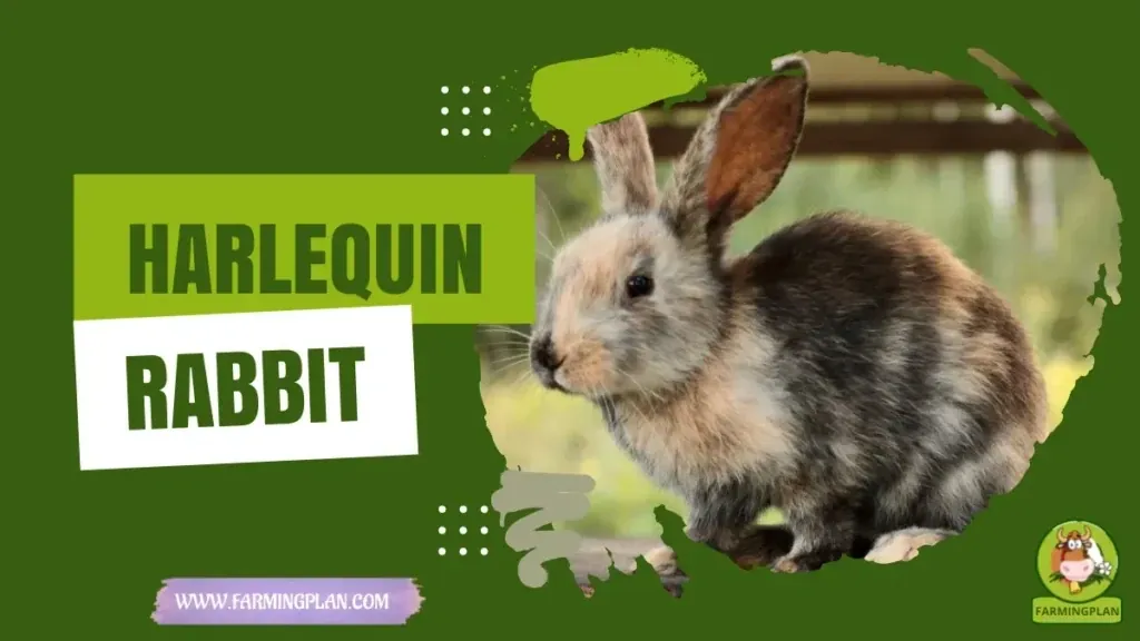 Harlequin Rabbit - Farming & Breed Profile Harlequin Rabbit characteristics, agricultural utility and breed care guide