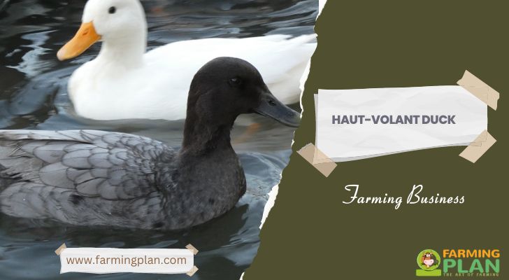 Haut-Volant Duck